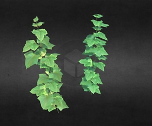 Cucumber Plant With Fruit