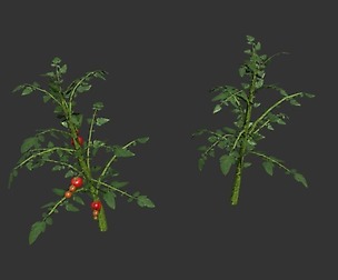 Tomato Plants With Fruit