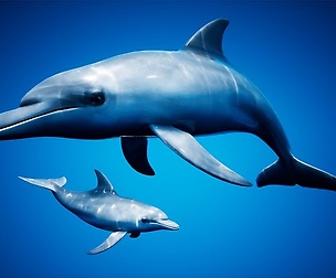 Dolphin Pack - UE4 & 3DS Max