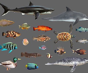 Low poly Fish Collection Animated Pack 2