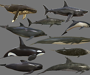 Big Fish Collection Low poly - Animated