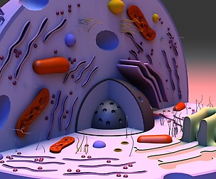 Cell 3D Model