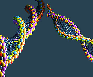 DNA 3D Model