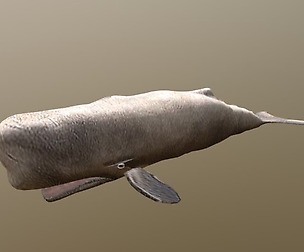 Moby Dick