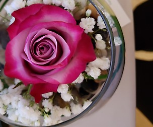 rose