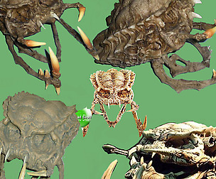 Monster skull - hole