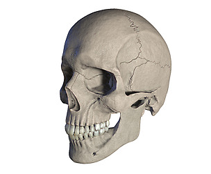 Realistic Human Skull model