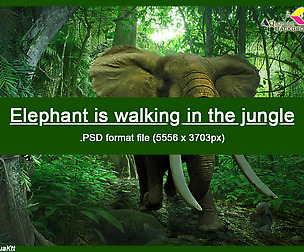 Elephant is walking in the jungle