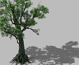 Big tree 1101