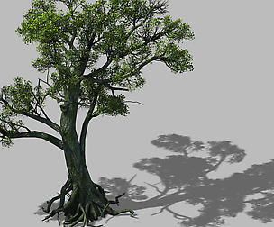 Big tree 1102