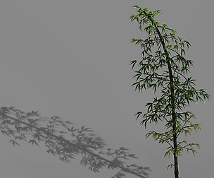 Dazhu Feng - black knot bamboo 02