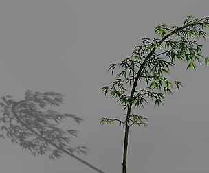 Dazhu Feng - black knot bamboo 03