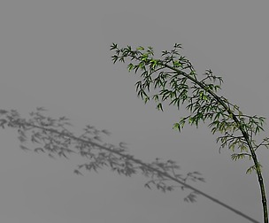 Dazhu Feng - black knot bamboo 04