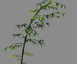 Dazhu Feng - black knot bamboo 05
