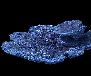 Seabed - Coral 73