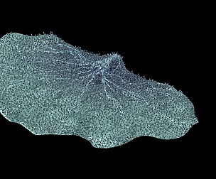 Seabed - Coral 75
