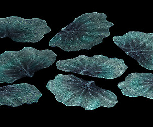 Seabed - Coral 76