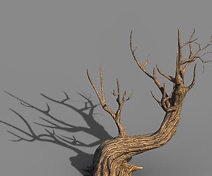 Acacia - trunks 01