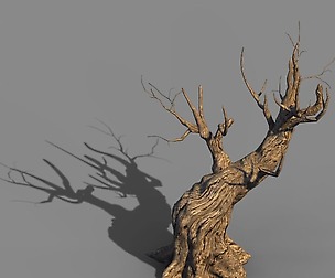Acacia - trunks 03
