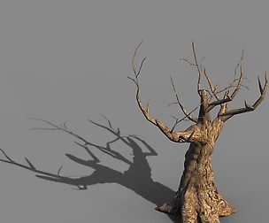 Acacia - trunks 04