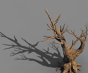 Acacia - Trunk 05