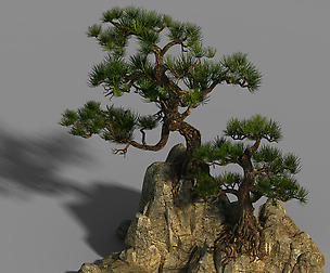 Acacia - Pine 01
