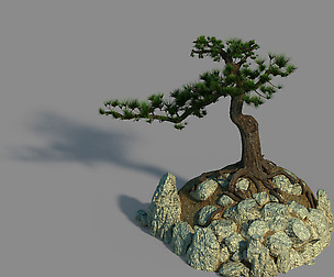 Acacia - Pine 02