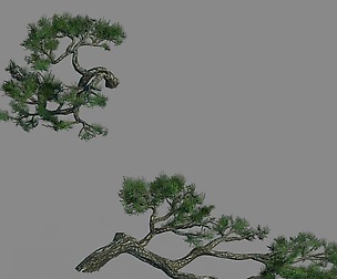 Acacia - Pine - Foliage 01
