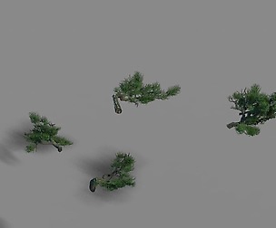 Acacia - pine - foliage 02