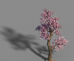 Acacia School - Peach Tree 01