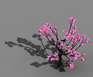 Acacia School - Peach 02