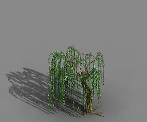 River Yangcheng - willow 02
