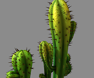 Fox Qishan - Crescent Spring - cactus