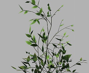 Huashan - small plant 02