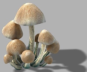 Huashan - small plants - mushrooms 01