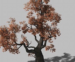 Huashan - Plant - Tree 01