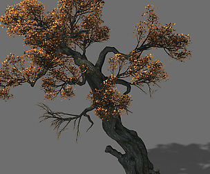 Huashan - plant - tree 02