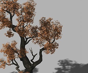 Huashan - plant - tree 03