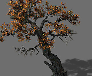 Huashan - plant - tree 04