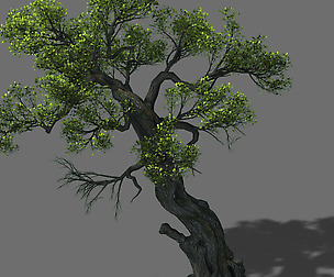 Huashan - plant - tree 05