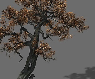 Huashan - plant - tree 06