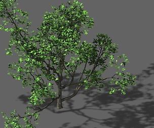 Huashan - plant - tree 07