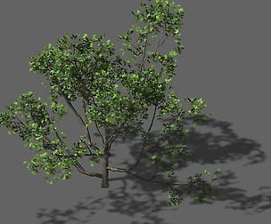 Huashan - plant - tree 08