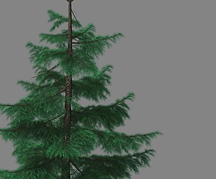 Huashan - Plants - Pine 01
