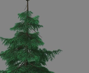 Huashan - Plant - Pine 02