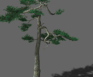 Huashan - plant - pine 03