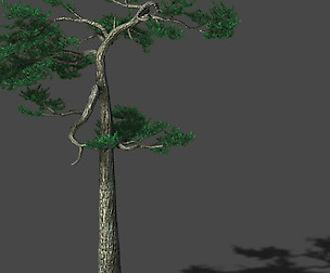 Huashan - Plant - Pine 04