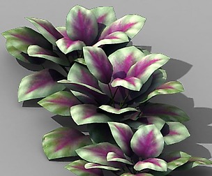 Huashan - plants - small plants 01