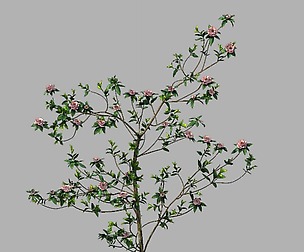 Huashan - plant - wildflower 01