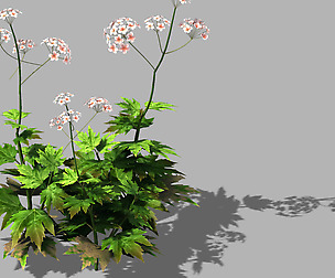 Huashan - Plants - Wildflowers 02